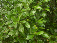 Ficus maxima