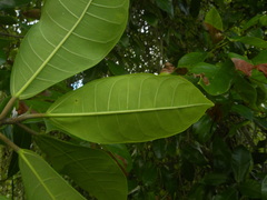 Ficus maxima