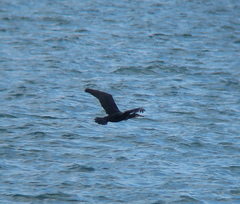 Phalacrocorax capillatus