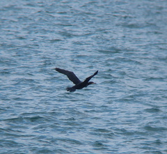 Phalacrocorax capillatus
