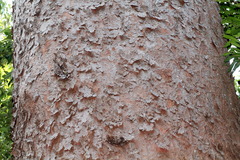 Agathis microstachya