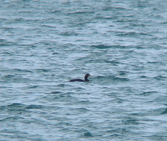 Phalacrocorax capillatus
