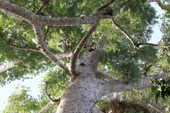 Agathis microstachya