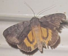 Catocala gracilis