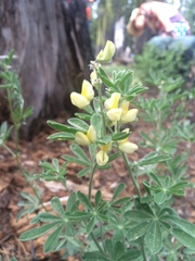 Lupinus dalesiae