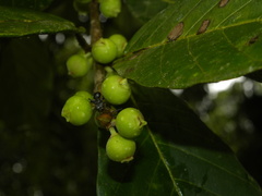 Ficus trigona