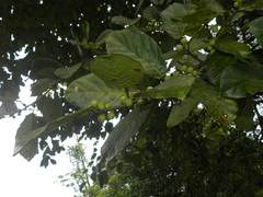 Ficus trigona