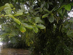 Ficus trigona