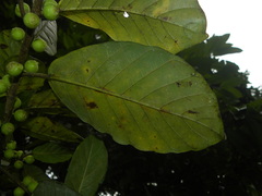 Ficus trigona