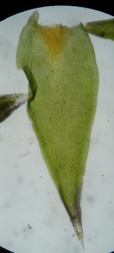 Hedwigia ciliata