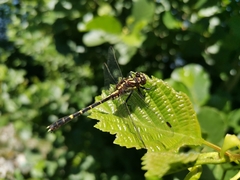 Neogomphus edenticulatus