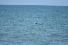 Orcaella heinsohni