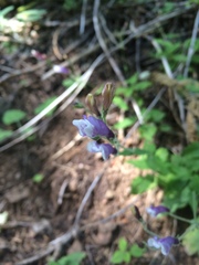 Penstemon personatus