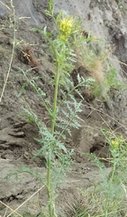 Descurainia sophioides