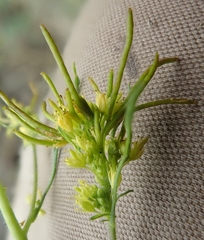 Descurainia sophioides