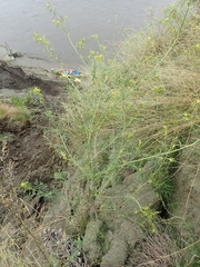 Descurainia sophioides