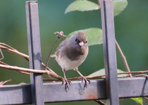 Dark-eyed Junco photographed in Texas