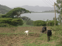 Vachellia abyssinica