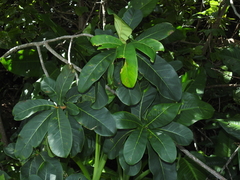 Ficus catappifolia