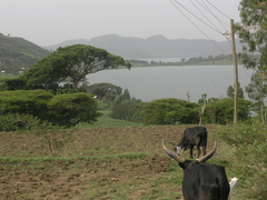 Vachellia abyssinica