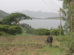 Vachellia abyssinica
