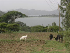 Vachellia abyssinica