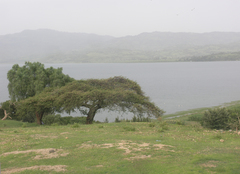 Vachellia abyssinica