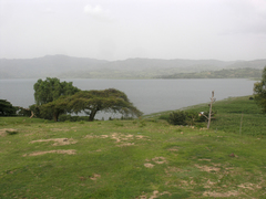 Vachellia abyssinica