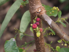Phyllanthus reticulatus