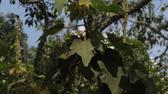 Croton gossypiifolius
