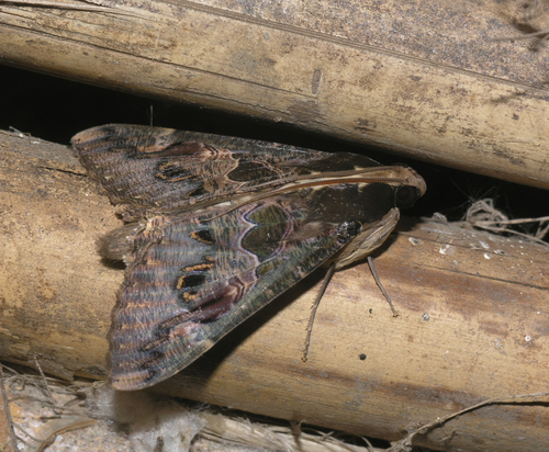 Sundowner moth