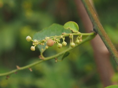 Phyllanthus reticulatus