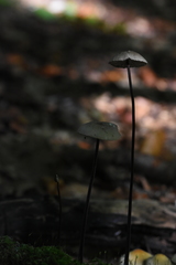 Mycetinis copelandii