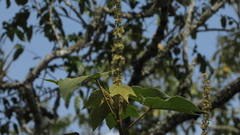 Croton gossypiifolius