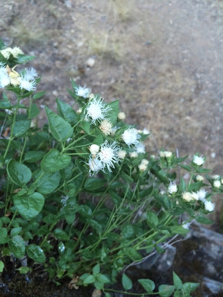 shasta ageratina