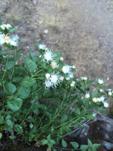 Shasta snakeroot (Ageratina shastensis)
