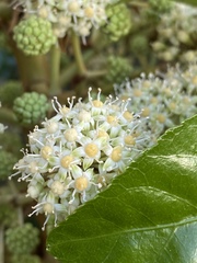 Fatsia japonica