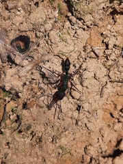 Harpegnathos venator