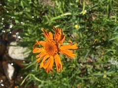 Raillardella pringlei