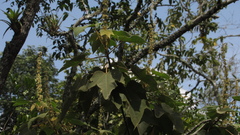 Croton gossypiifolius