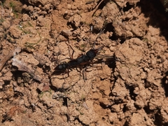 Harpegnathos venator