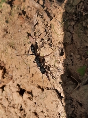 Harpegnathos venator