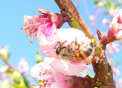 Apis mellifera