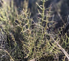 Adolphia californica