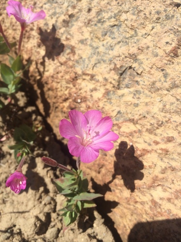 Image of Epilobium siskiyouense by (c) Matt Berger, some rights reserved (CC BY)