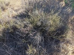 Adolphia californica