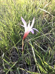 Zephyranthes versicolor