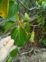 Lonicera hildebrandtiana