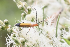 Stenoderus ostricilla
