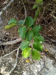 Lonicera hildebrandtiana